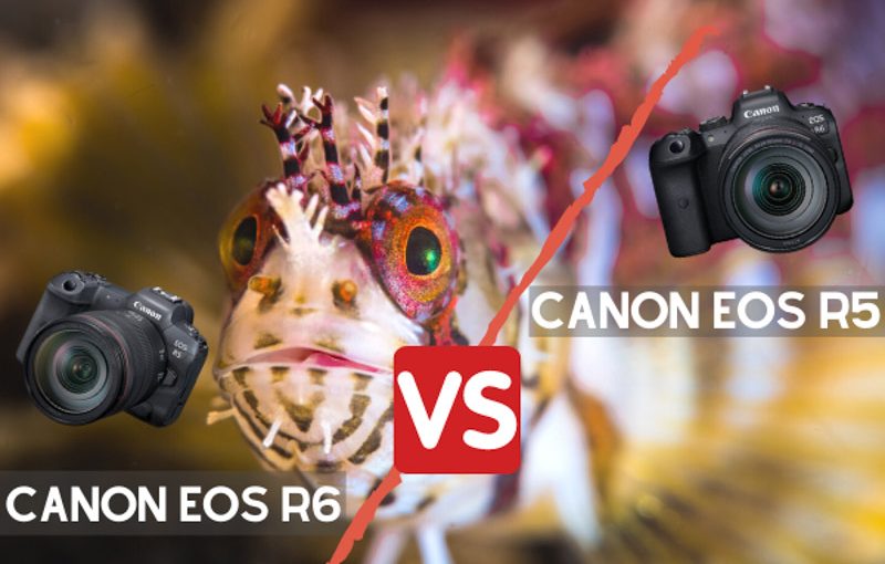 Canon R6 Vs Canon 5D Mark Iv