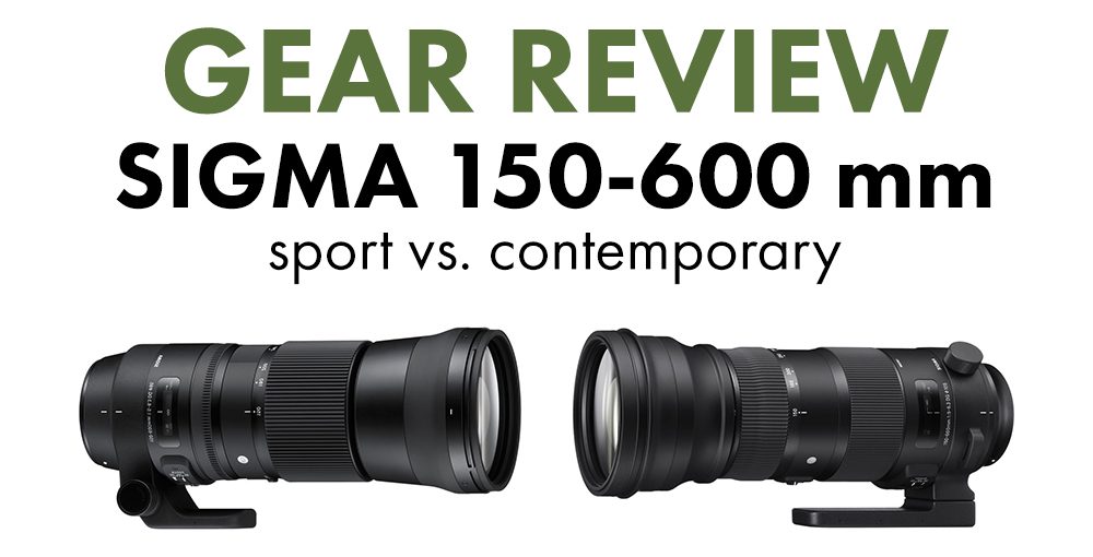 Sigma 150-600 Sport Vs Contemporary